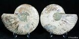 Beautiful / Inch Split Ammonite Pair #2386-2